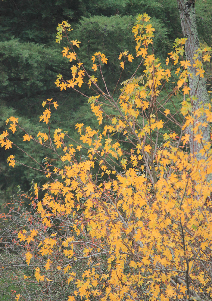 Image of Liquidambar orientalis specimen.