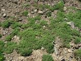 Scleranthus uncinatus