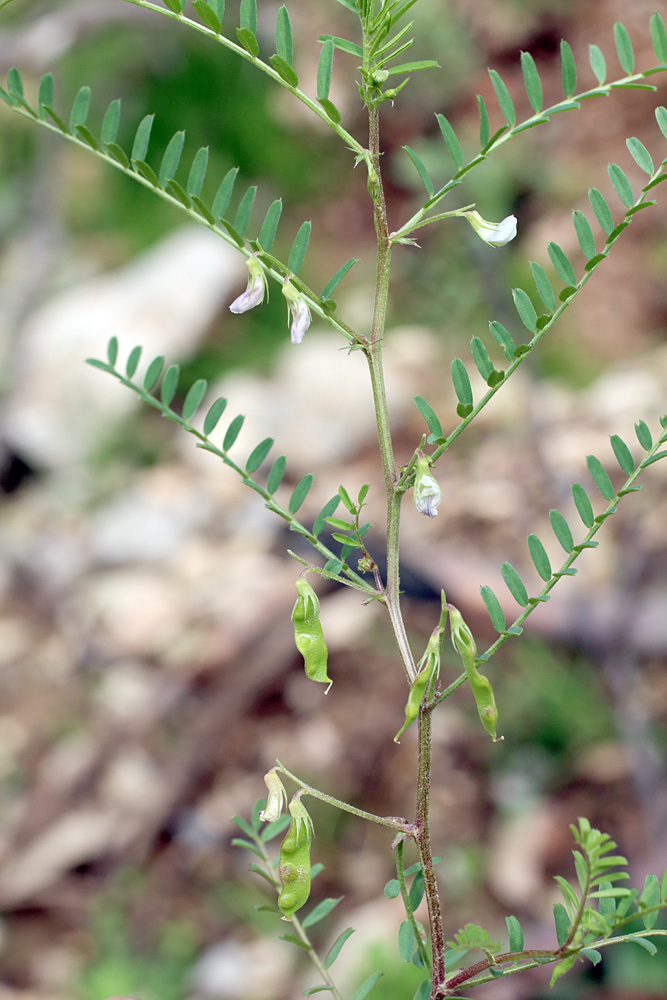 Image of Vicia ervilia specimen.