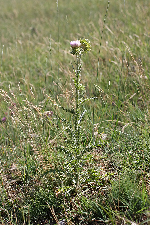 Image of Carduus coloratus specimen.