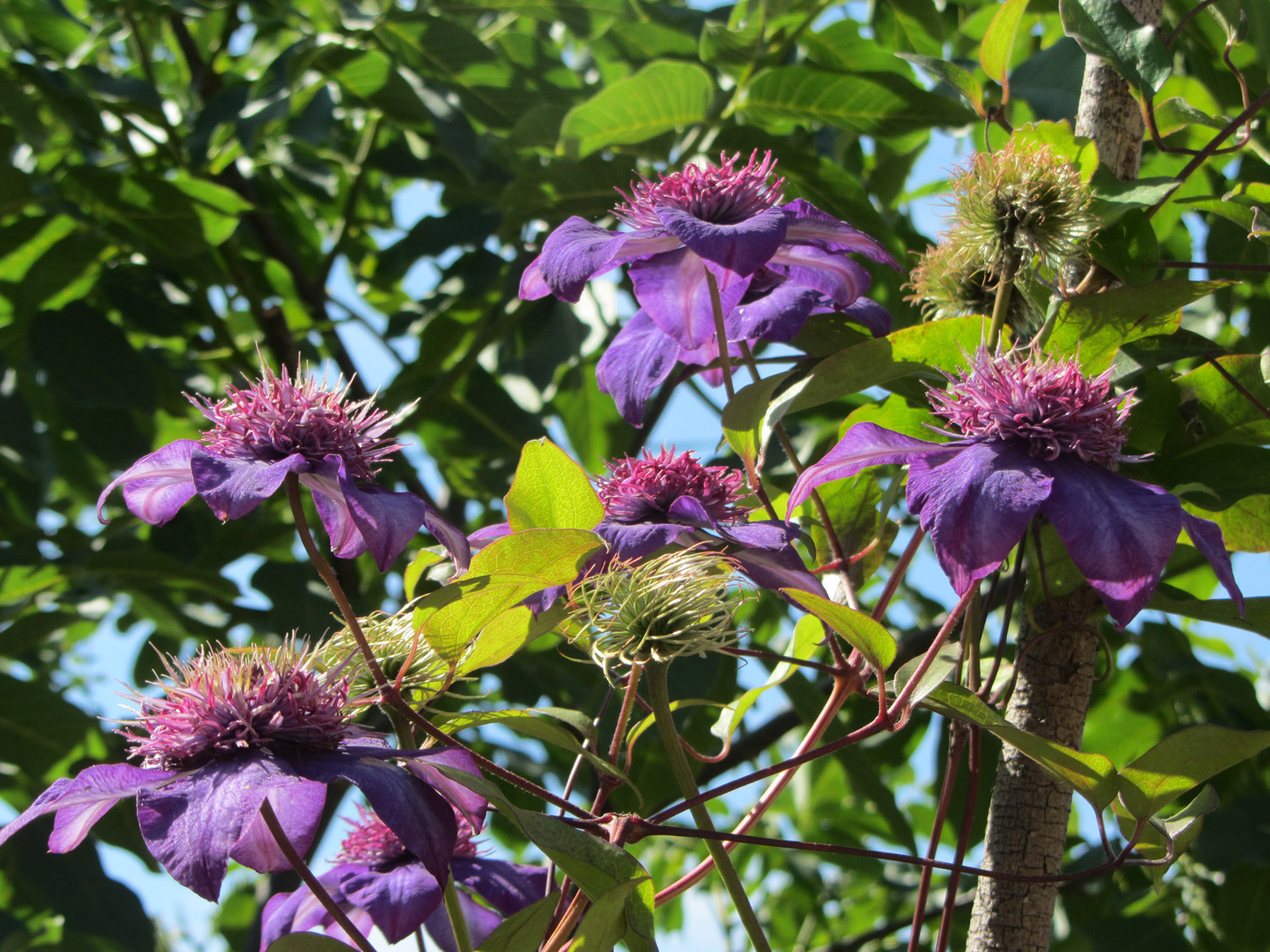 Image of genus Clematis specimen.