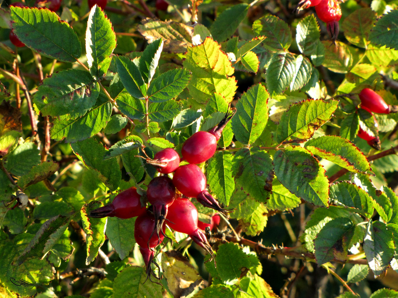 Image of Rosa laxa specimen.