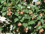 Acer tataricum. Ветви с соплодиями. Иркутск, в озеленении. 23.08.2014.