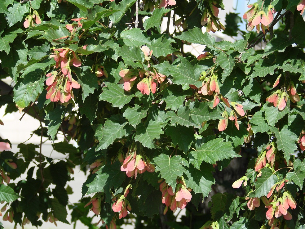 Image of Acer tataricum specimen.