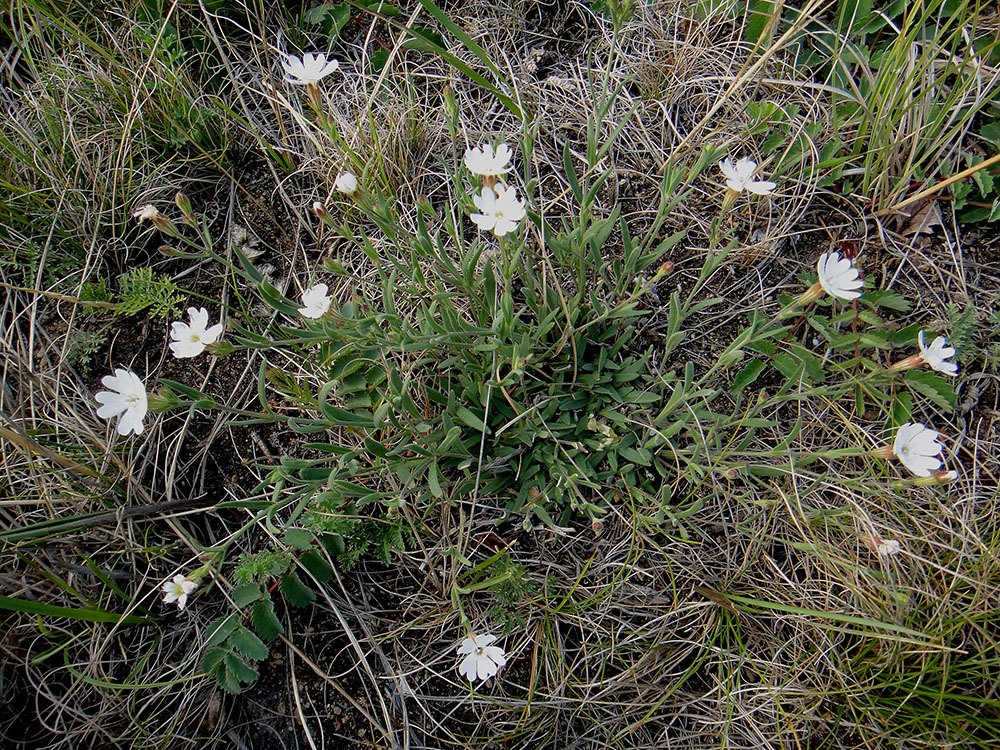 Image of Lychnis sibirica specimen.