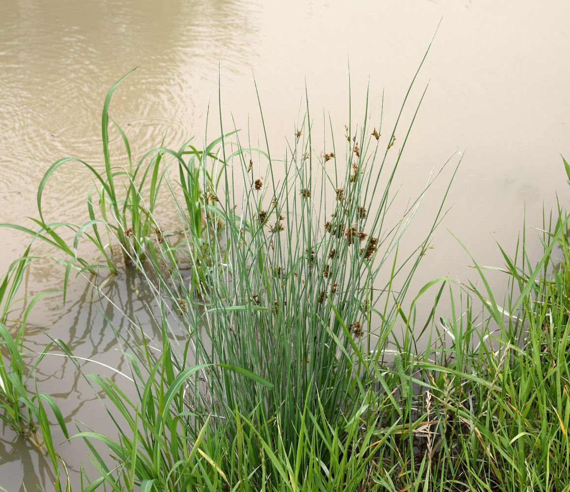 Изображение особи Juncus inflexus.