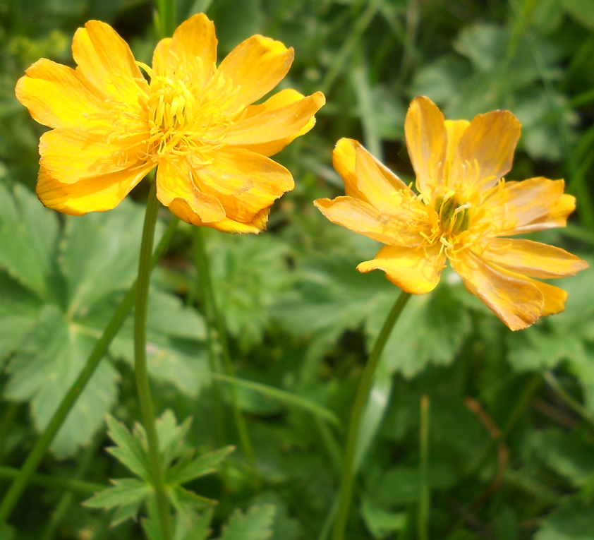 Изображение особи Trollius dschungaricus.