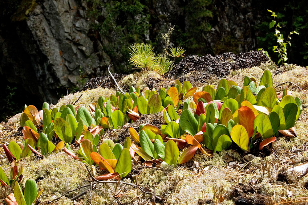 Изображение особи Bergenia crassifolia.