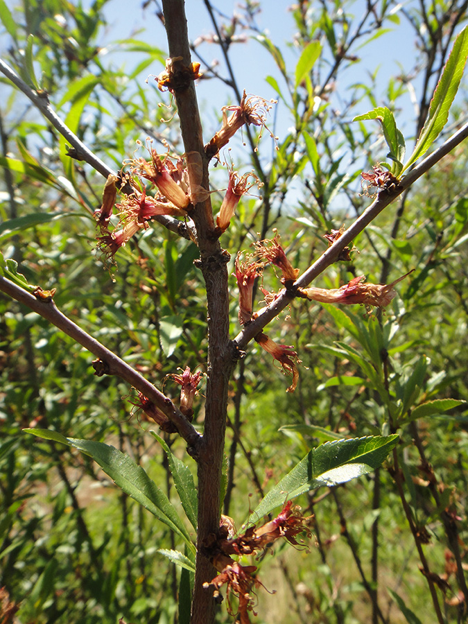 Image of genus Amygdalus specimen.