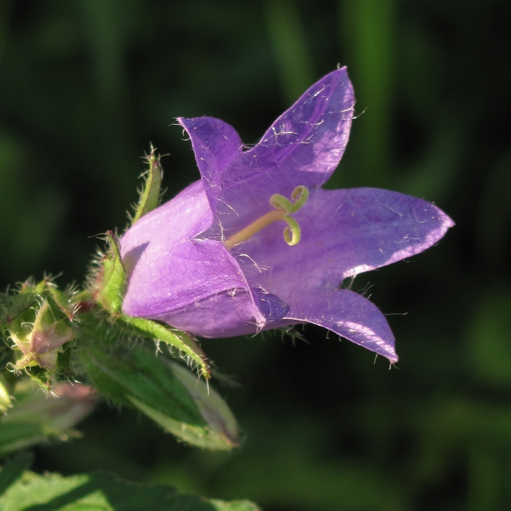 Image of Campanula trachelium specimen.