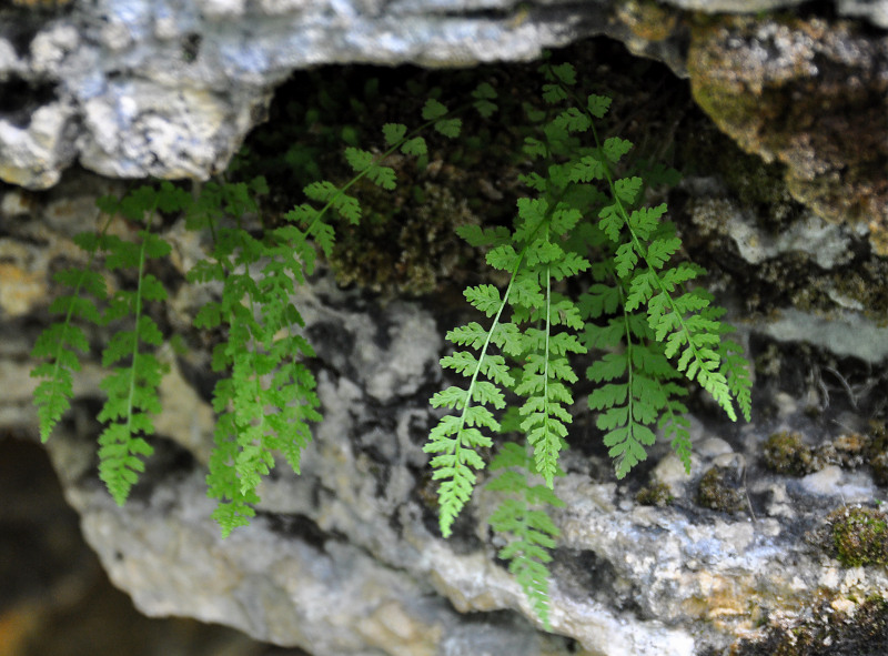 Image of Woodsia pinnatifida specimen.