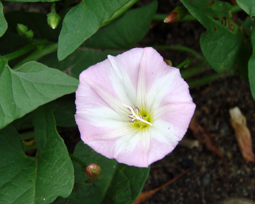 Изображение особи Convolvulus arvensis.