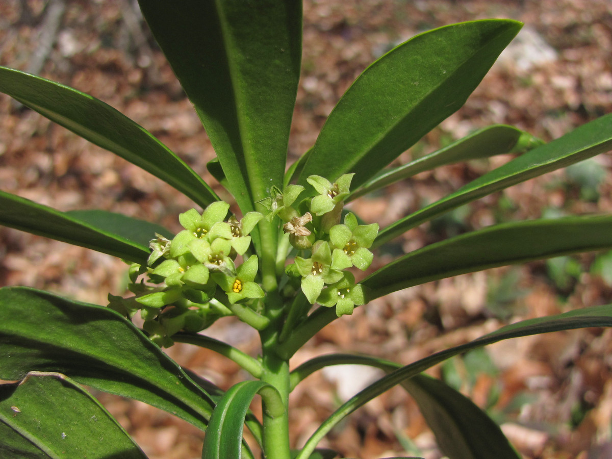 Image of Daphne laureola specimen.