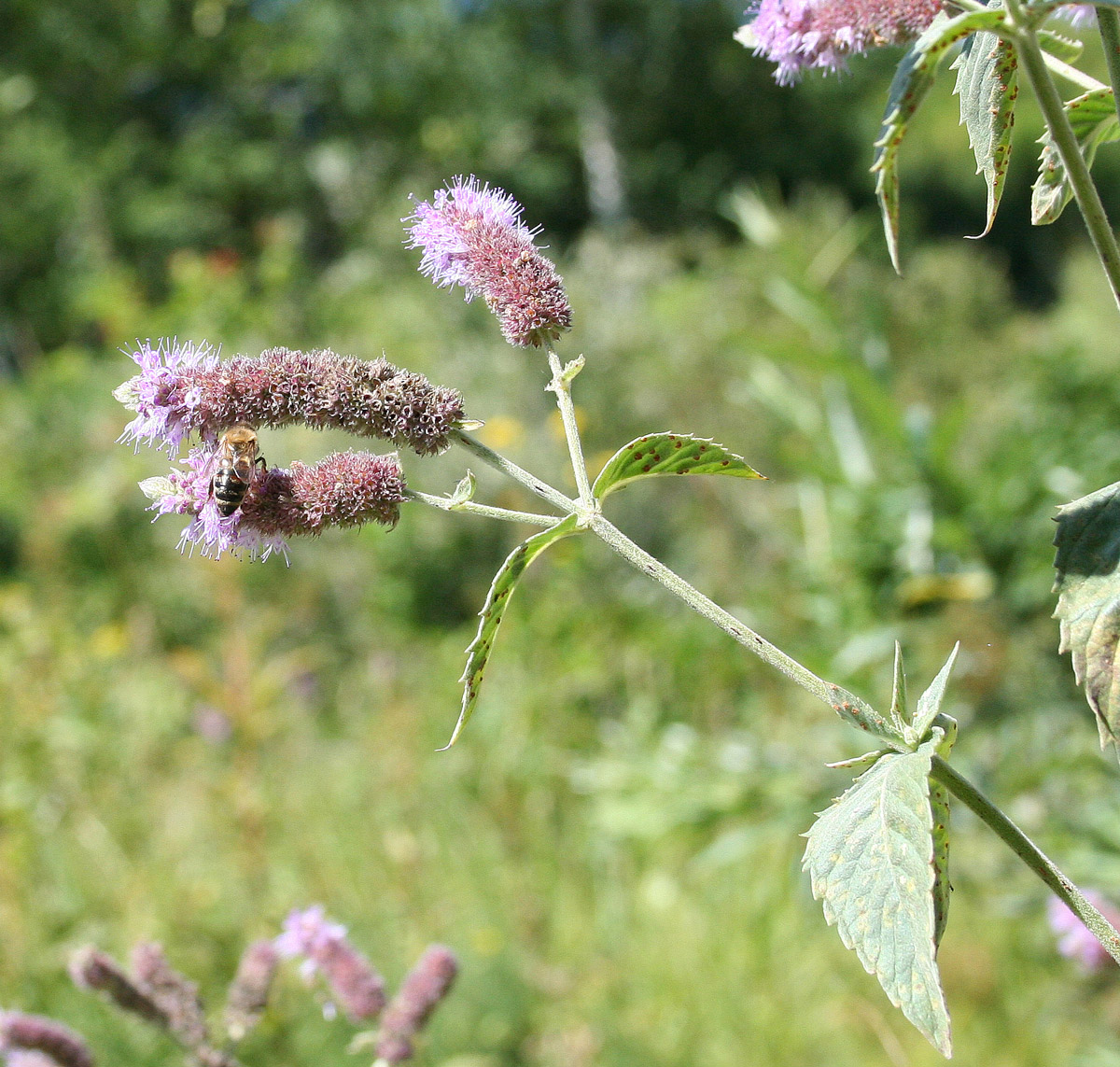 Image of Mentha asiatica specimen.