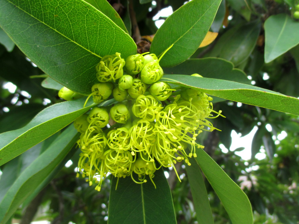 Image of Xanthostemon chrysanthus specimen.