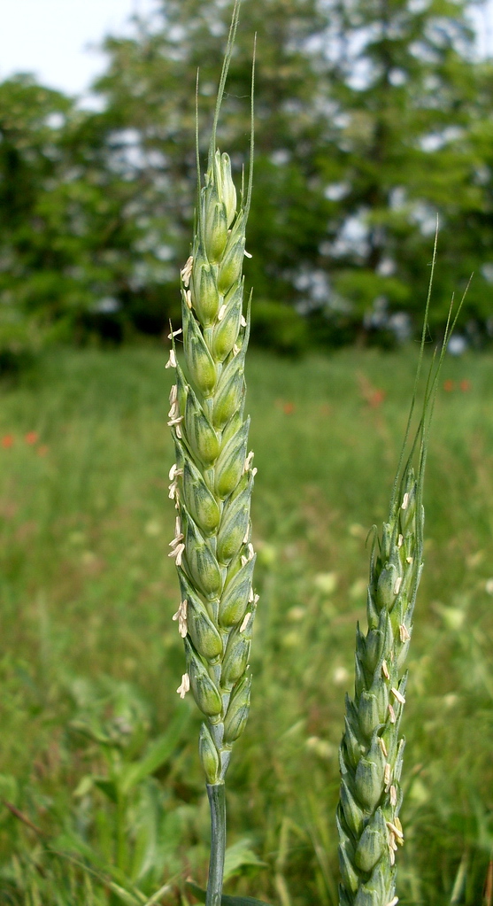 Image of Triticum aestivum specimen.