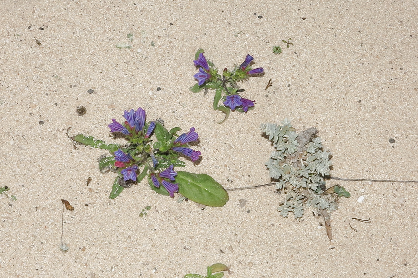 Image of Echium bonnetii specimen.