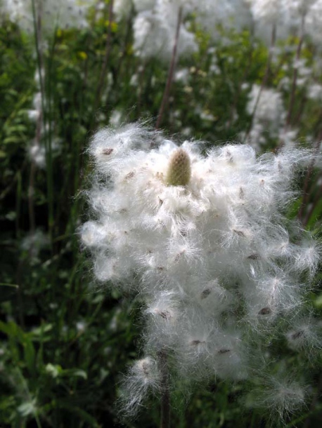 Image of Anemone sylvestris specimen.