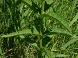 Lysimachia vulgaris