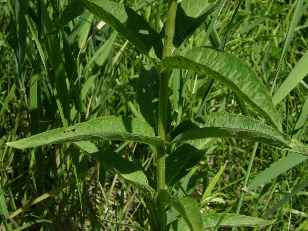 Image of Lysimachia vulgaris specimen.