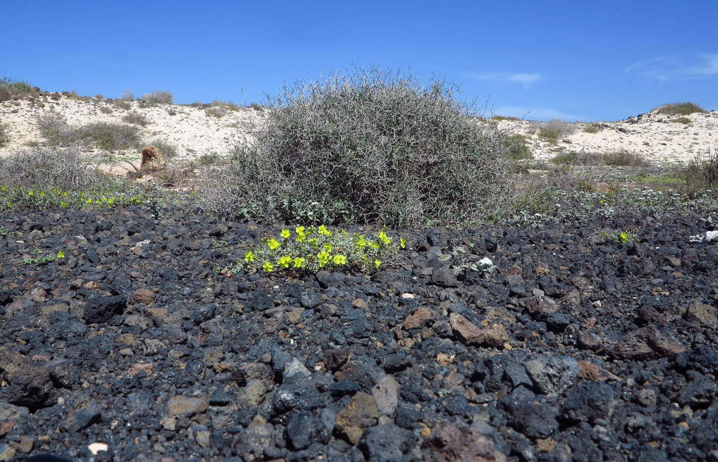 Image of Helianthemum canariense specimen.