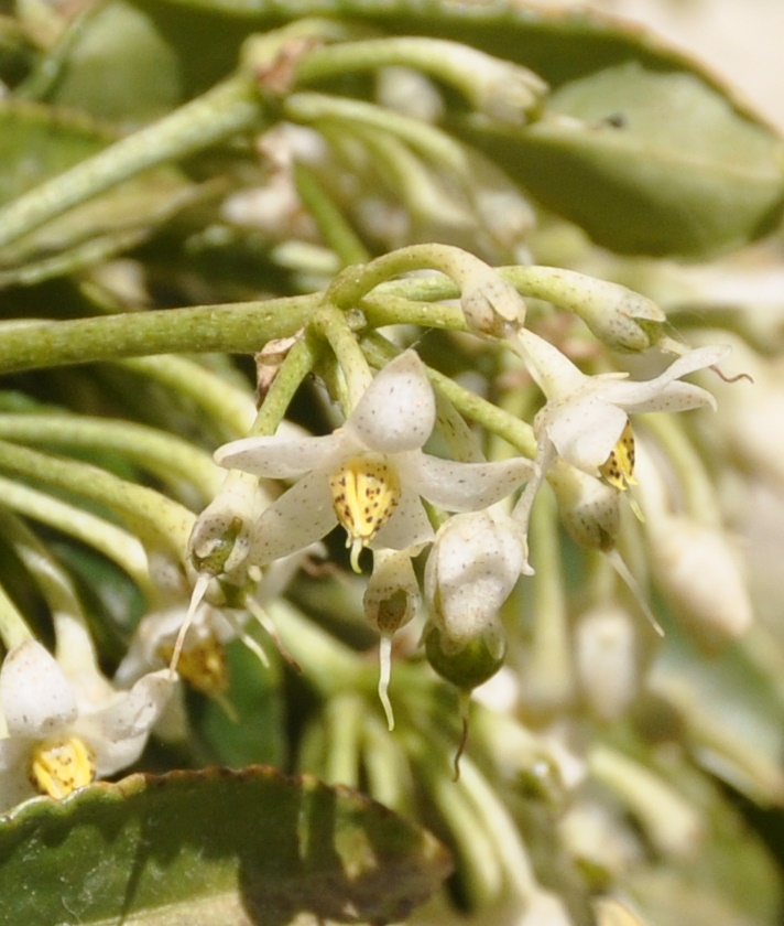 Image of Ardisia crenata specimen.