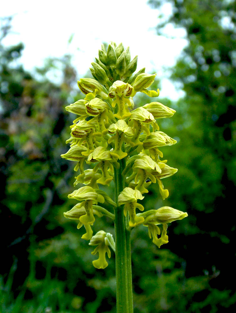 Изображение особи Orchis punctulata.