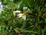 Amphicarpaea japonica