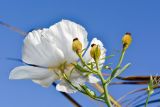 Romneya coulteri. Верхушка ветки с цветком и плодами. Израиль, Шарон, пос. Кфар Монаш, ботанический сад \"Хават Ганой\". 30.05.2016.