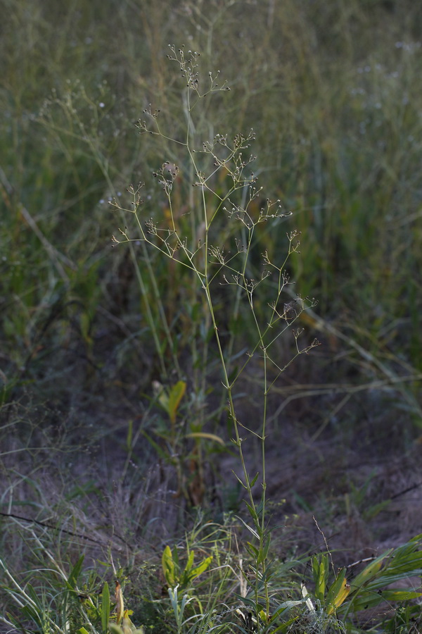 Image of genus Gypsophila specimen.