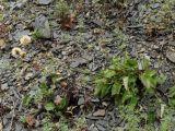 Leibnitzia anandria. Цветущее растение. Приморье, окр. г. Находка, на каменной осыпи сопки. 13.09.2016.