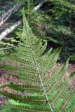 Dryopteris filix-mas. Верхушка вайи с сорусами (нижняя сторона). Республика Адыгея, к юго-западу от г. Майкоп, дубово-буково-грабовый лес, обрывистый берег пересохшего потока Балка Волчья. 23.10.2016.