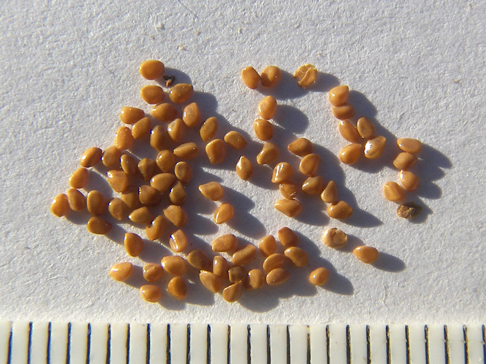 Image of Leycesteria formosa specimen.