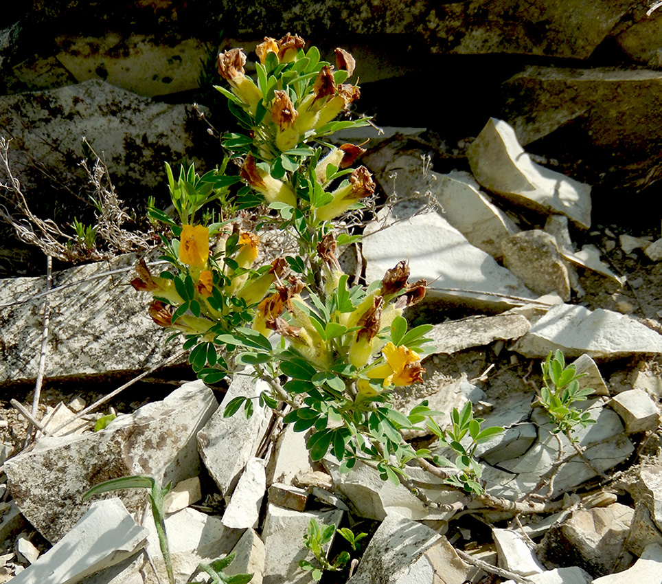 Изображение особи Chamaecytisus wulffii.