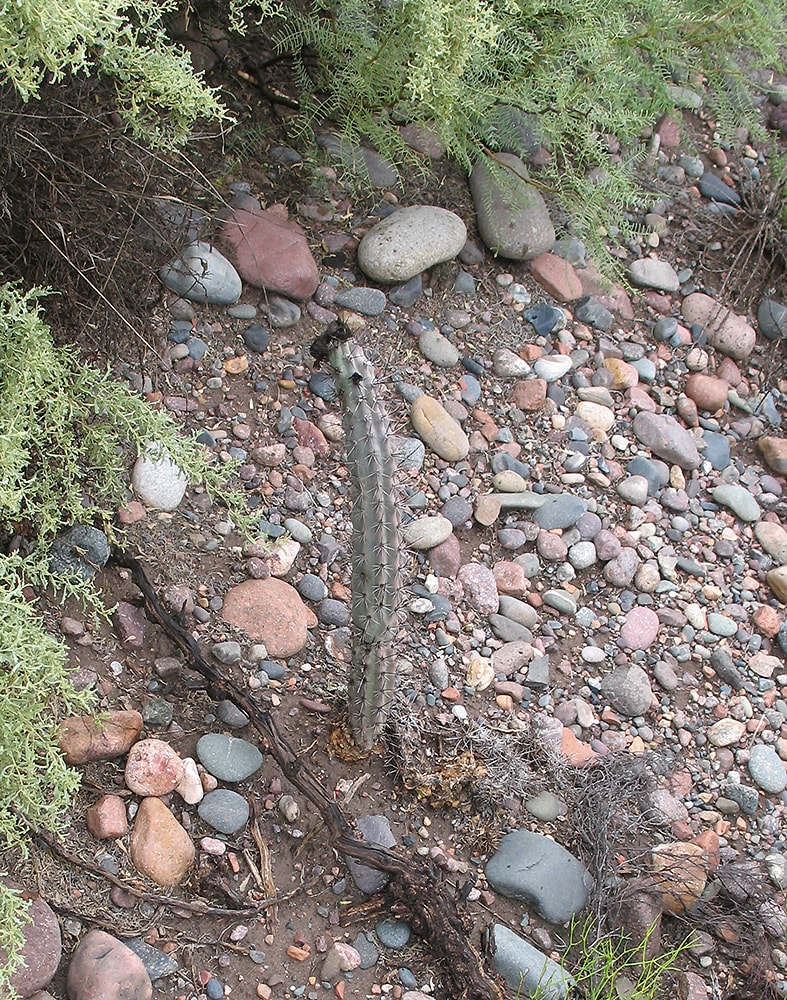 Image of Cereus aethiops specimen.