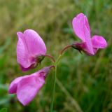 Lathyrus tuberosus. Соцветие. Свердловская обл., окр. г. Североуральск, опушка сосново-елового леса. 04.08.2007.