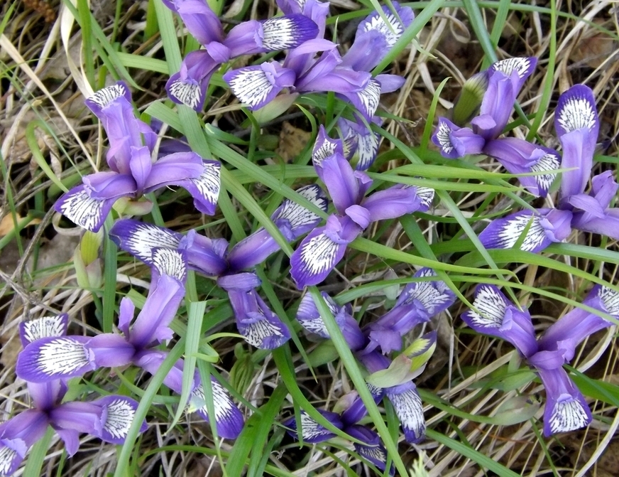 Image of Iris ruthenica specimen.