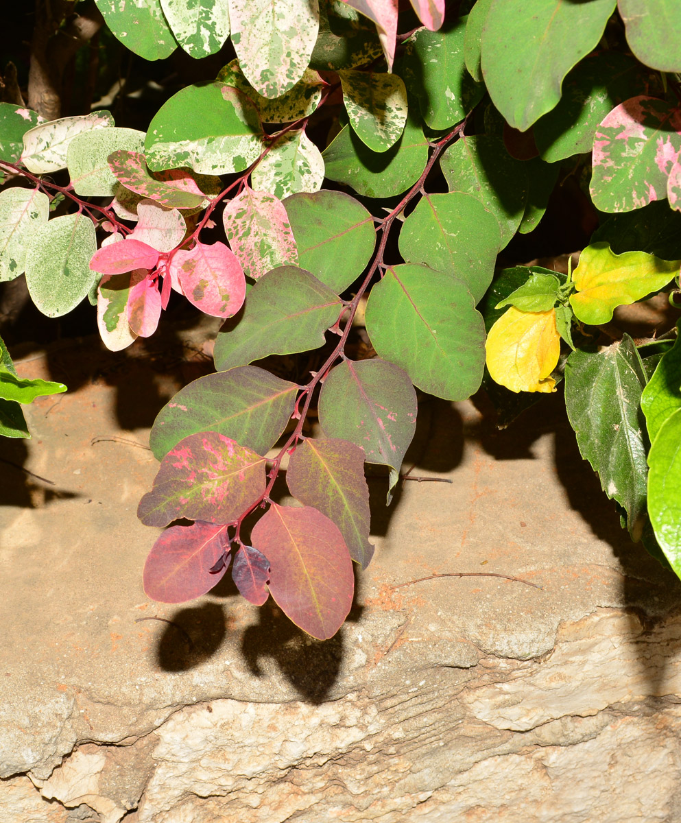 Image of Breynia disticha specimen.