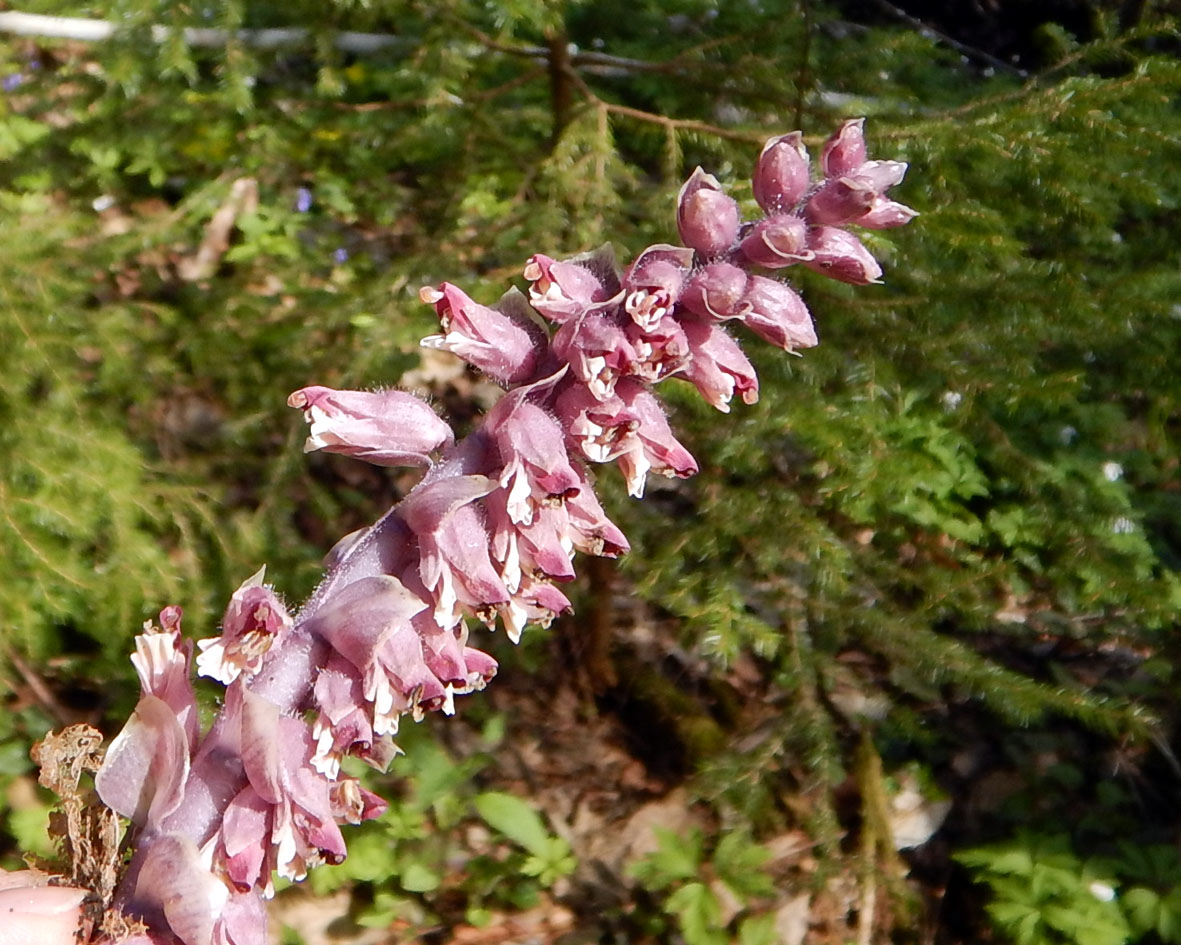 Image of Lathraea squamaria specimen.