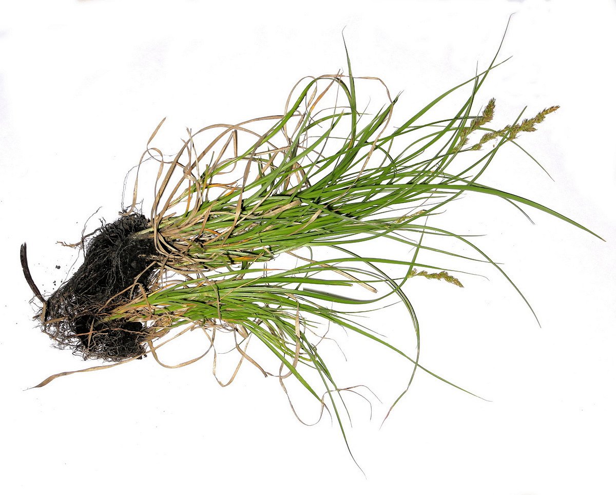 Изображение особи Carex diandra.