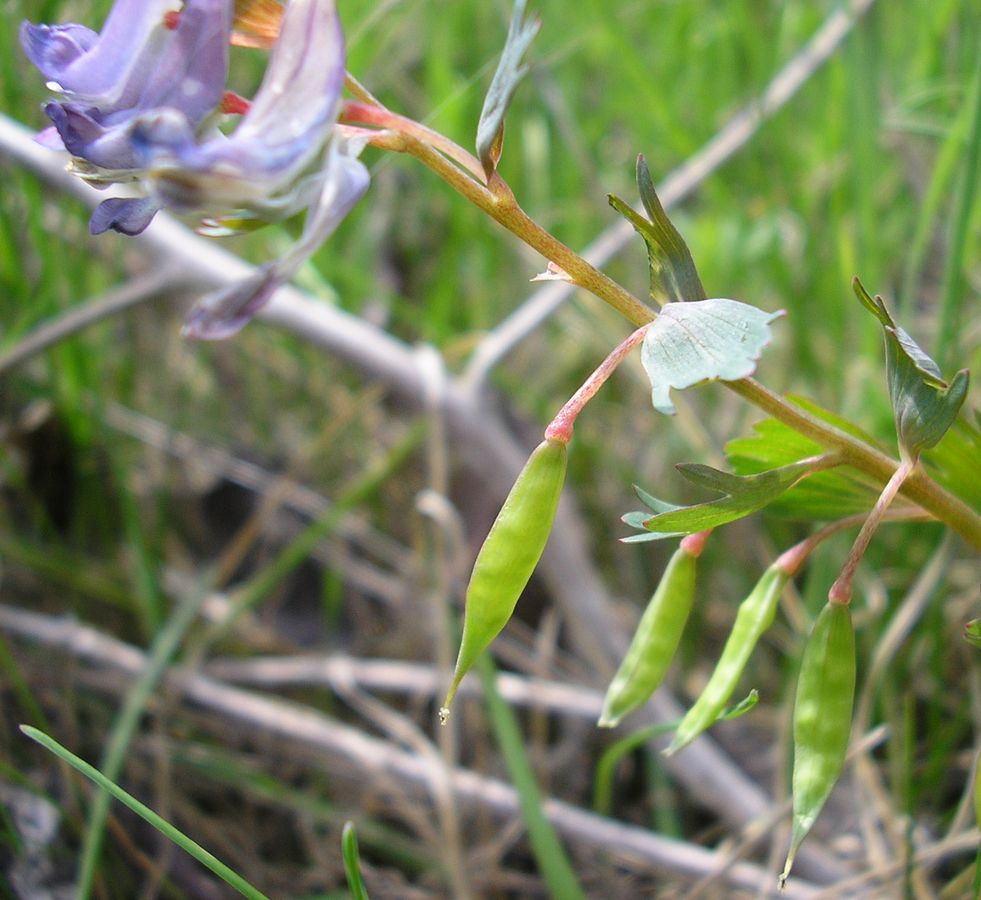 Image of Corydalis solida specimen.