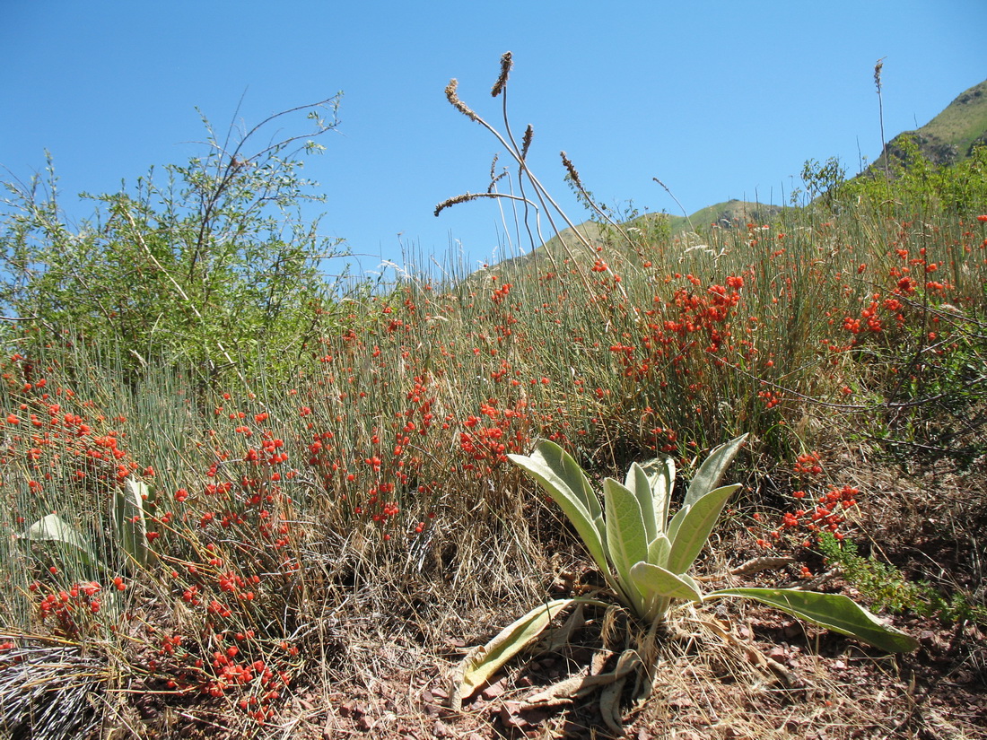 Image of Ephedra intermedia specimen.