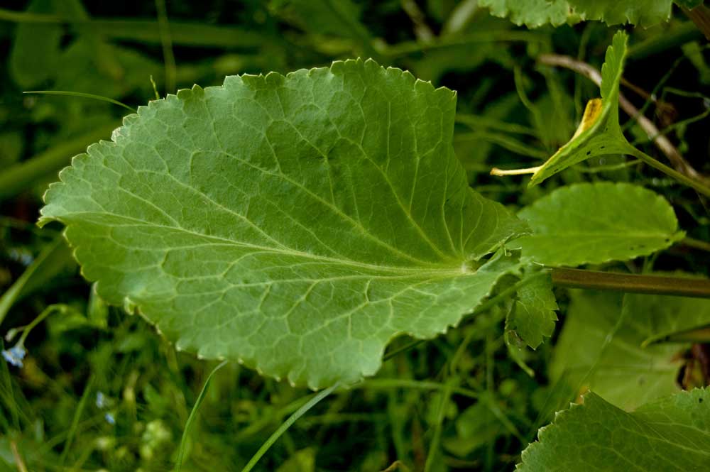 Изображение особи Eryngium planum.