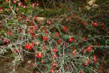 Calliandra californica. Часть цветущего и плодоносящего растения; вверху - Adenium obesum. Израиль, впадина Мёртвого моря, киббуц Эйн-Геди. 26.04.2017.