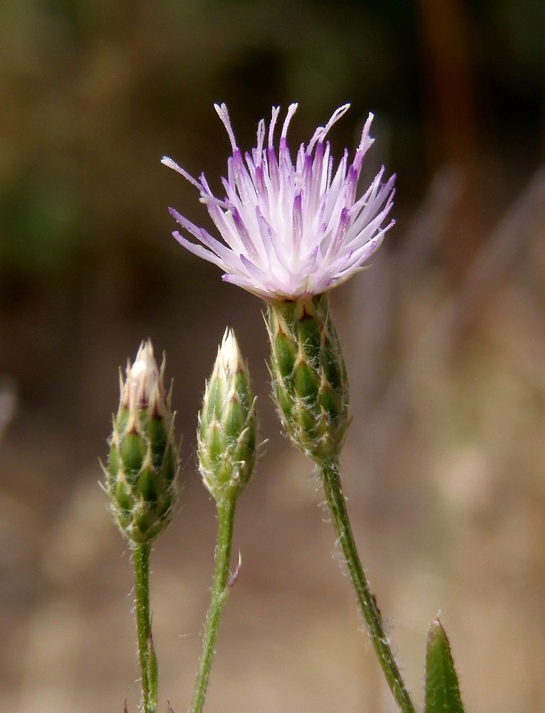 Изображение особи Klasea erucifolia.