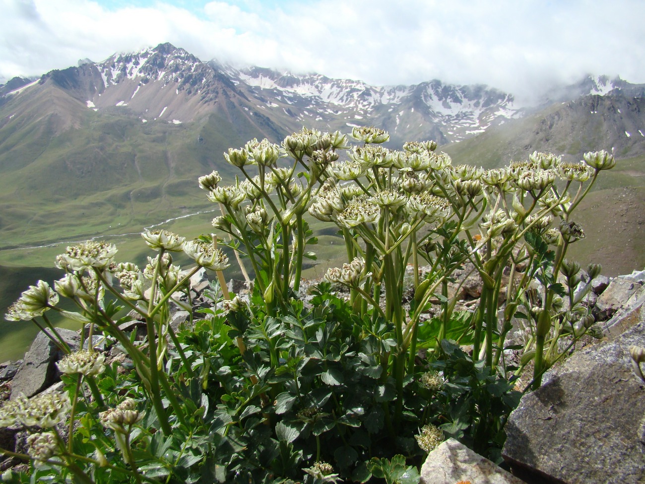 Image of Hymenolaena pimpinellifolia specimen.