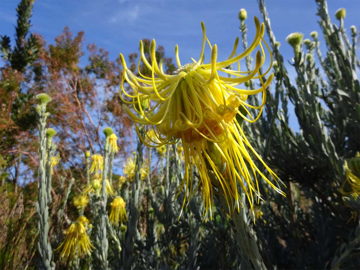 Изображение особи Leucospermum reflexum.