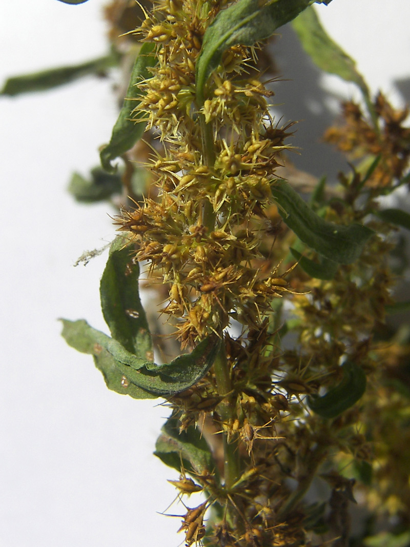 Image of Rumex maritimus specimen.