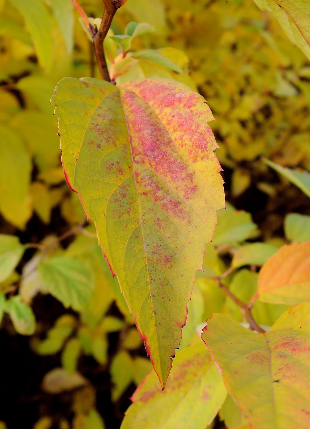 Image of genus Spiraea specimen.