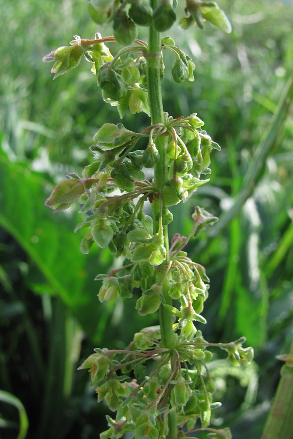 Изображение особи Rumex crispus.